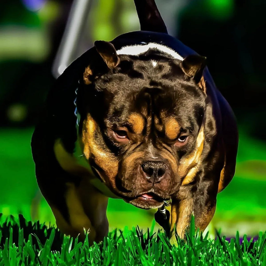 Black Mamba American Bully Stud Service | Paid In Full Discount | American Bully Studs & Puppies for Sale | Venomline