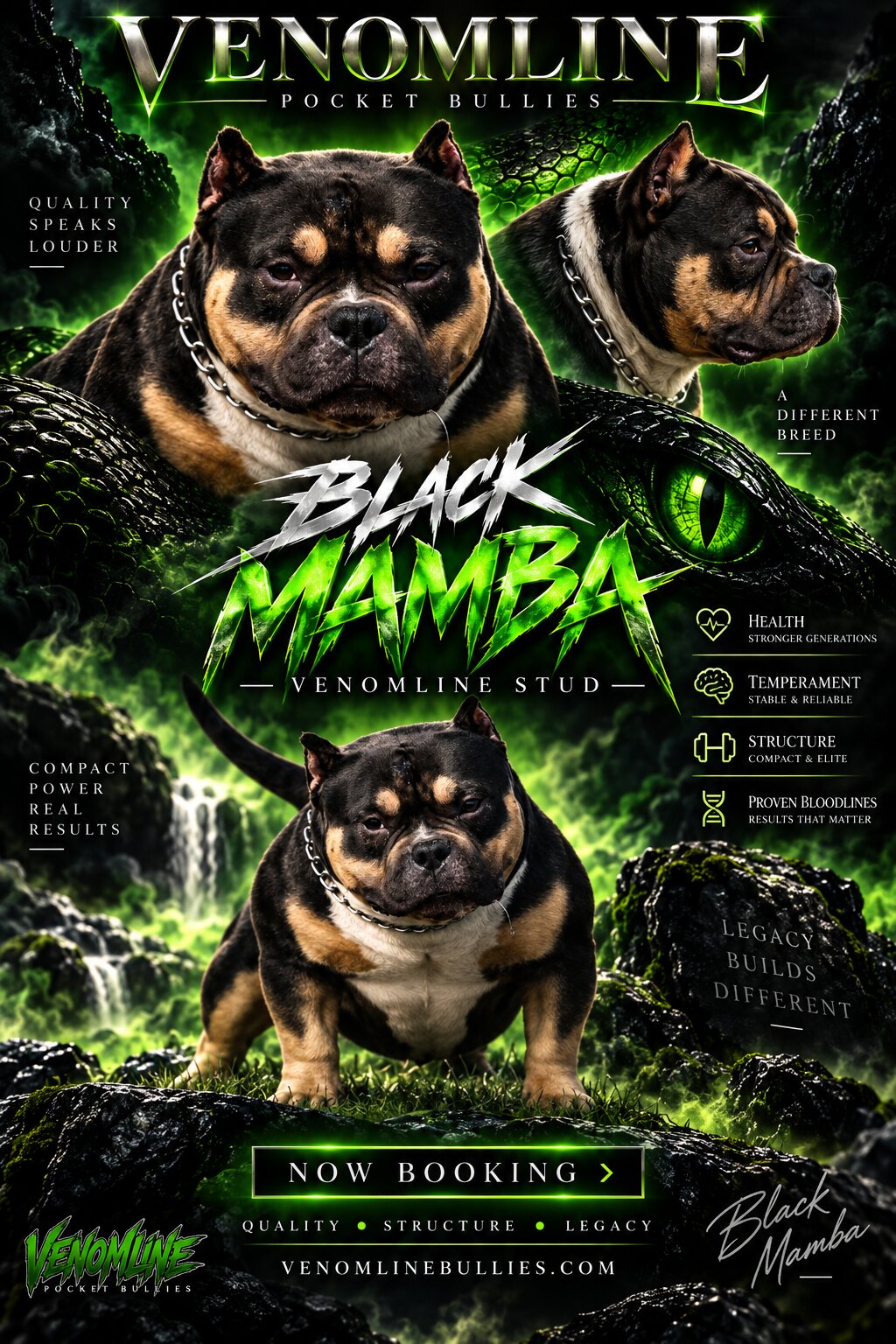 Black Mamba “Kobe” Pocket Bully Stud Service