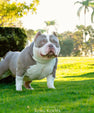 King Koopa American Bully stud service credit at Venomline Pocket Bullies (2026)