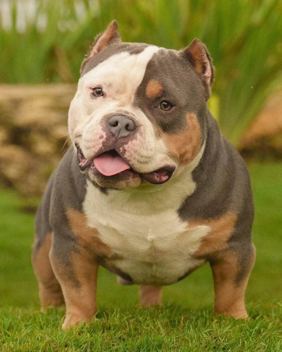 Gizmo American Bully Stud | Discounted Stud Credit | Pocket Bully | American Bully Studs & Puppies for Sale | Venomline