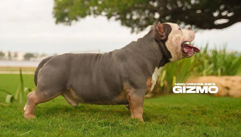 Gizmo American Bully Stud | Discounted Stud Credit | Pocket Bully | American Bully Studs & Puppies for Sale | Venomline