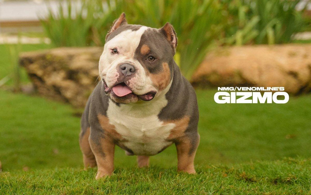 Gizmo American Bully Stud | Discounted Stud Credit | Pocket Bully | American Bully Studs & Puppies for Sale | Venomline