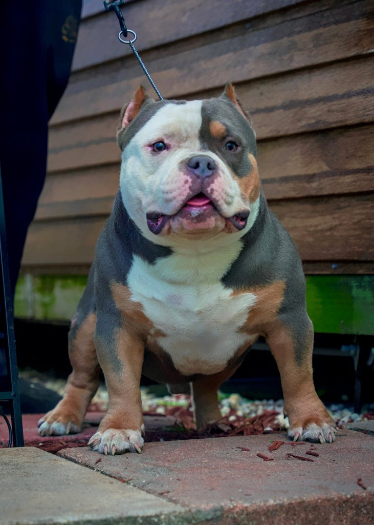 Gizmo Stud Credit | Paid In Full Discount | Pocket Bully | American Bully Studs & Puppies for Sale | Venomline