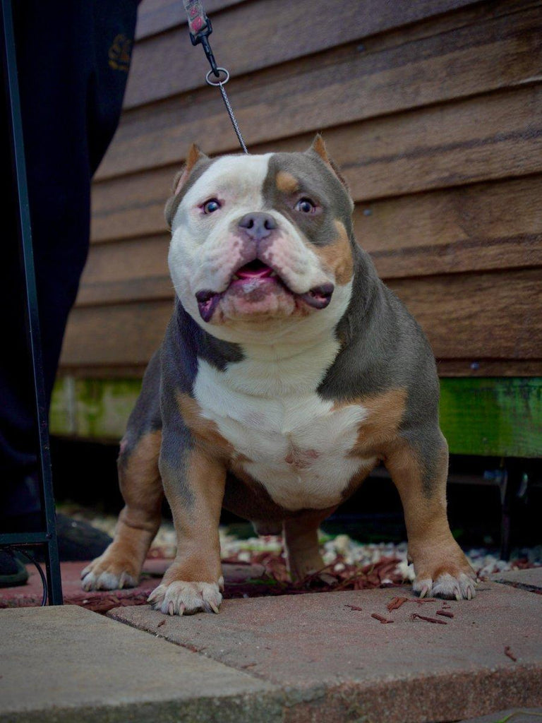 Venomline Pocket Bully stud Gizmo — up-and-coming producer from world-famous bloodline