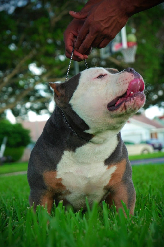 Gizmo Stud Credit | Paid In Full Discount | Pocket Bully | American Bully Studs & Puppies for Sale | Venomline
