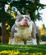 American Bully stud for breeding King Koopa – Venomline Pocket stud showing short back, thick muscle, extreme headpiece and elite ABKC breed type
