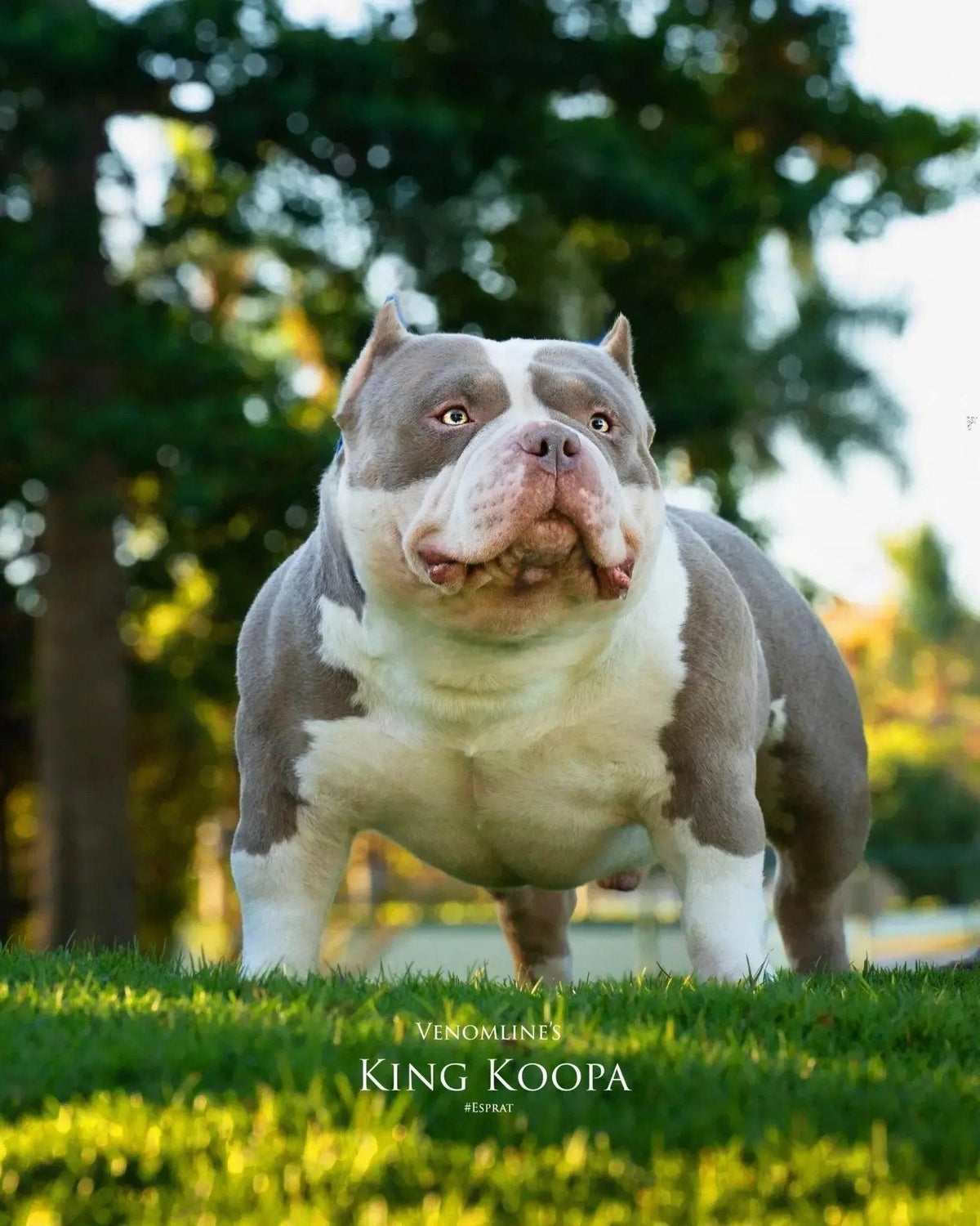 American Bully stud for breeding King Koopa – Venomline Pocket stud showing short back, thick muscle, extreme headpiece and elite ABKC breed type