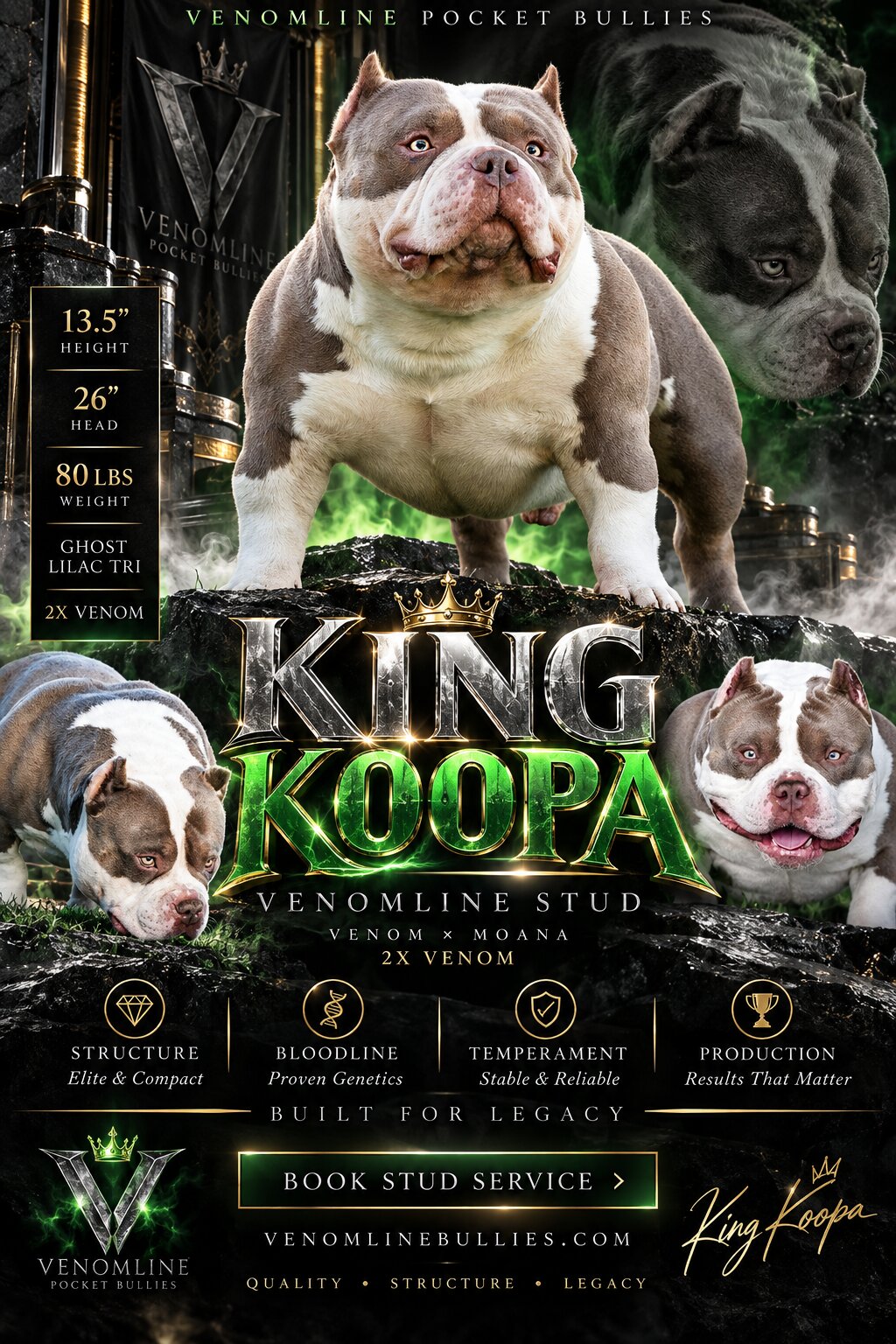 King Koopa Pocket Bully Stud Service