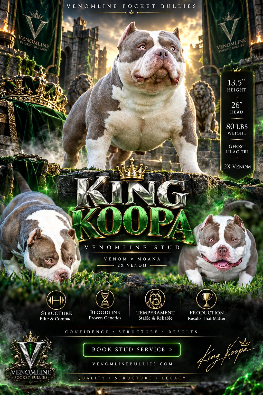 King Koopa Pocket Bully Stud Service