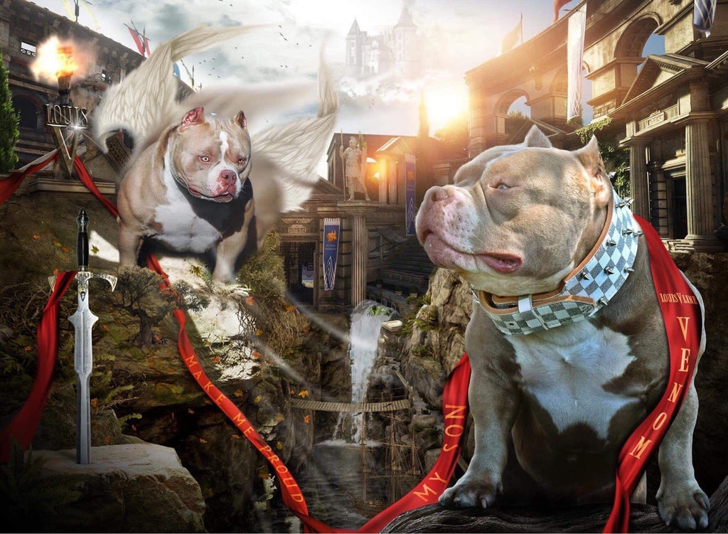 Louis V Line’s Venom — legendary Micro Pocket Bully stud, foundation of the Venomline bloodline, known worldwide for compact size, extreme features, and consistent American Bully productions.