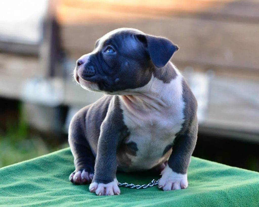 Pocket Bully Puppies for Sale | Reserve a Venomline Puppy | Pocket Bully | American Bully Studs & Puppies for Sale | Venomline