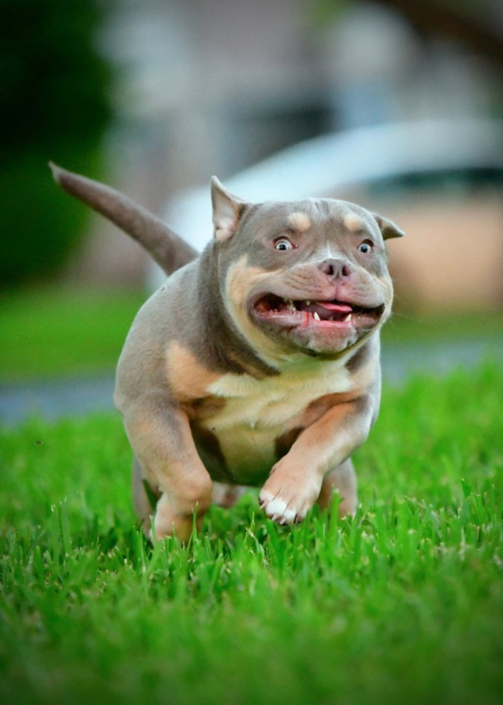 Pocket Bully Puppies for Sale | Reserve a Venomline Puppy | Pocket Bully | American Bully Studs & Puppies for Sale | Venomline