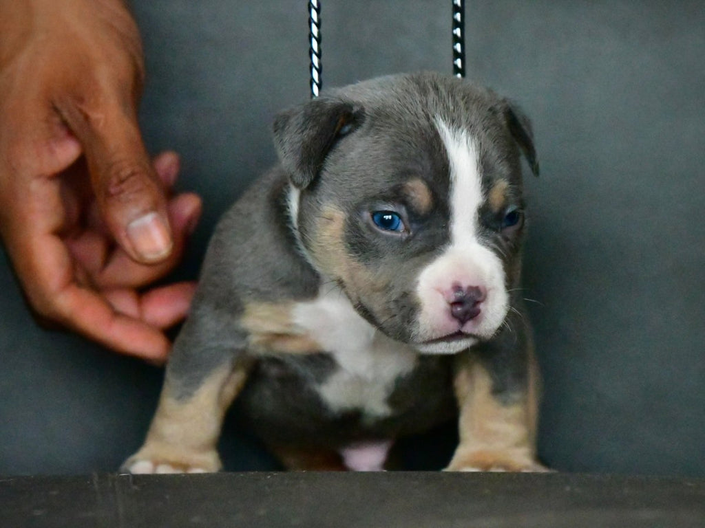 Pocket Bully Puppies for Sale | Reserve a Venomline Puppy | Pocket Bully | American Bully Studs & Puppies for Sale | Venomline