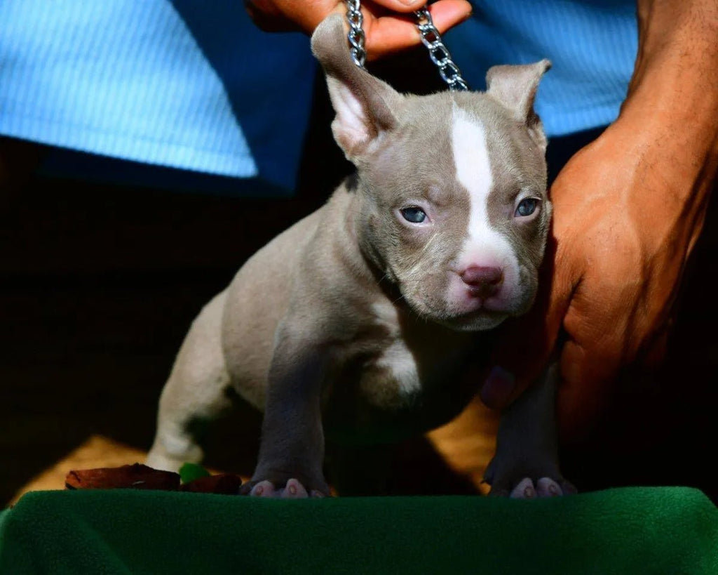 Pocket Bully Puppies for Sale | Reserve a Venomline Puppy | Pocket Bully | American Bully Studs & Puppies for Sale | Venomline