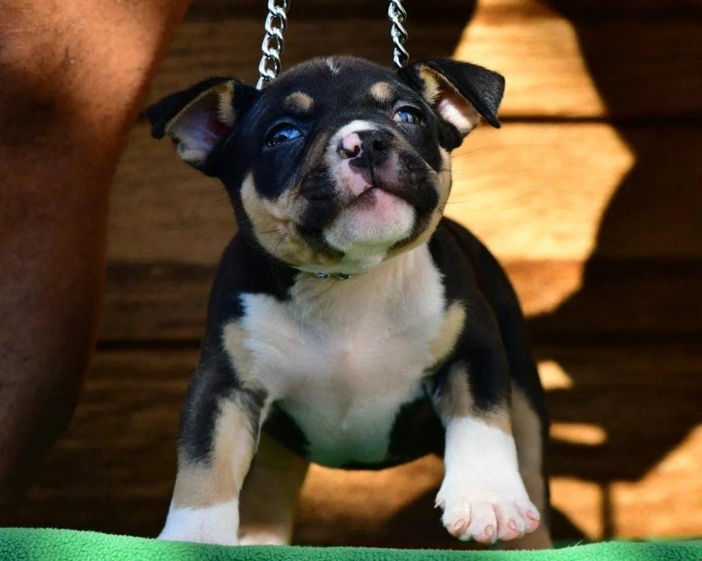 Pocket Bully Puppies for Sale | Reserve a Venomline Puppy | Pocket Bully | American Bully Studs & Puppies for Sale | Venomline