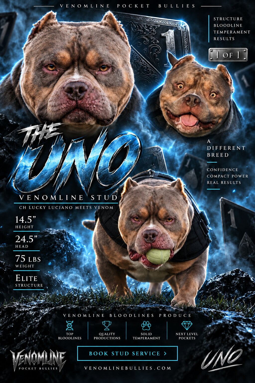 UNO Lilac Tri Pocket Bully stud by Venomline — pedigree, structure and stud service profile
