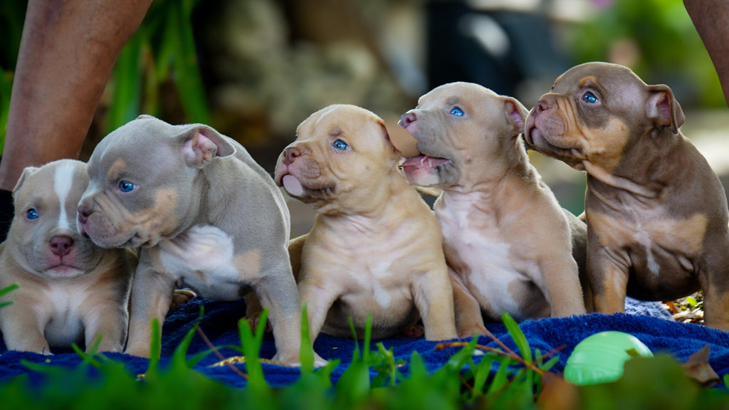 Venomline litter with elite pedigree, 4X Venom meets 2X Rocko bloodline, compact American Bully puppies with structure, temperament, and show quality.