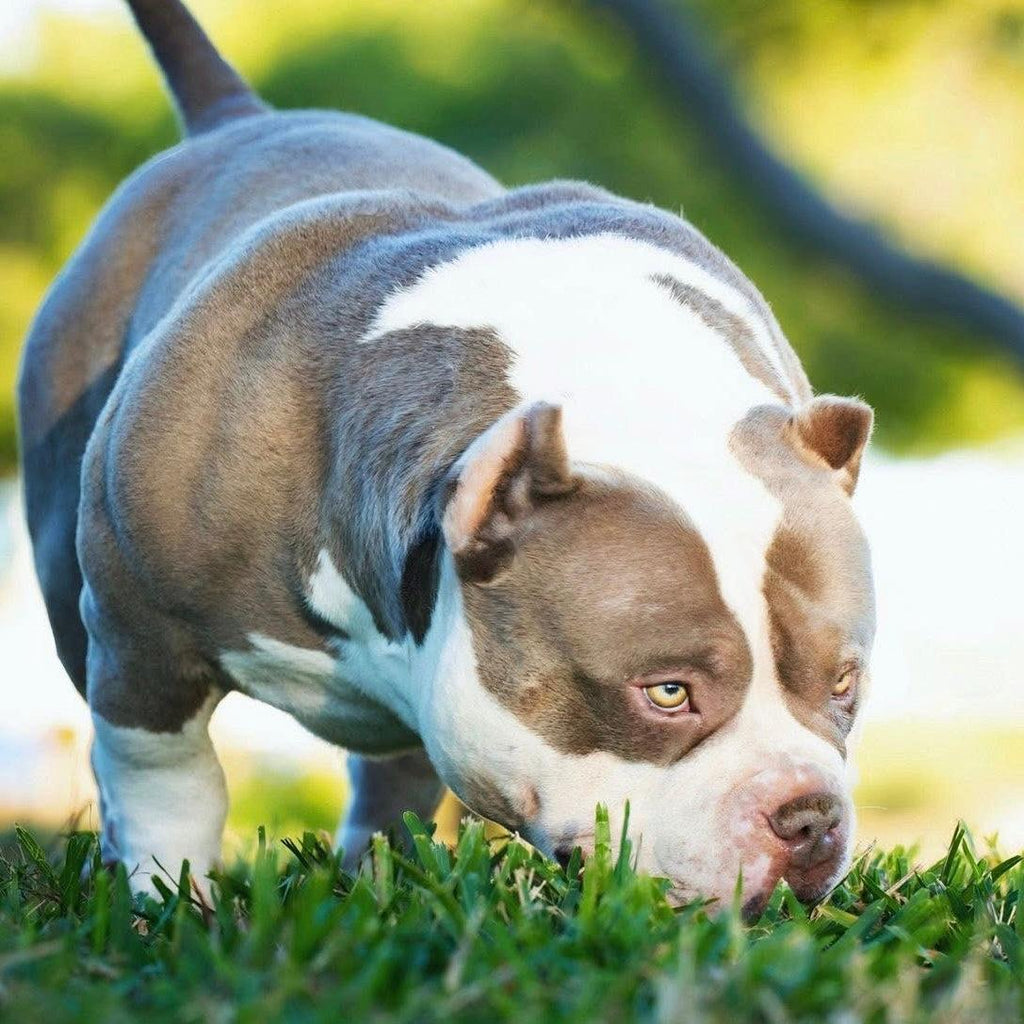 Venomline’s available Pocket Bully studs — including King Koopa, Homicide, UNO and Gizmo, top-producing American Bully bloodline sires worldwide