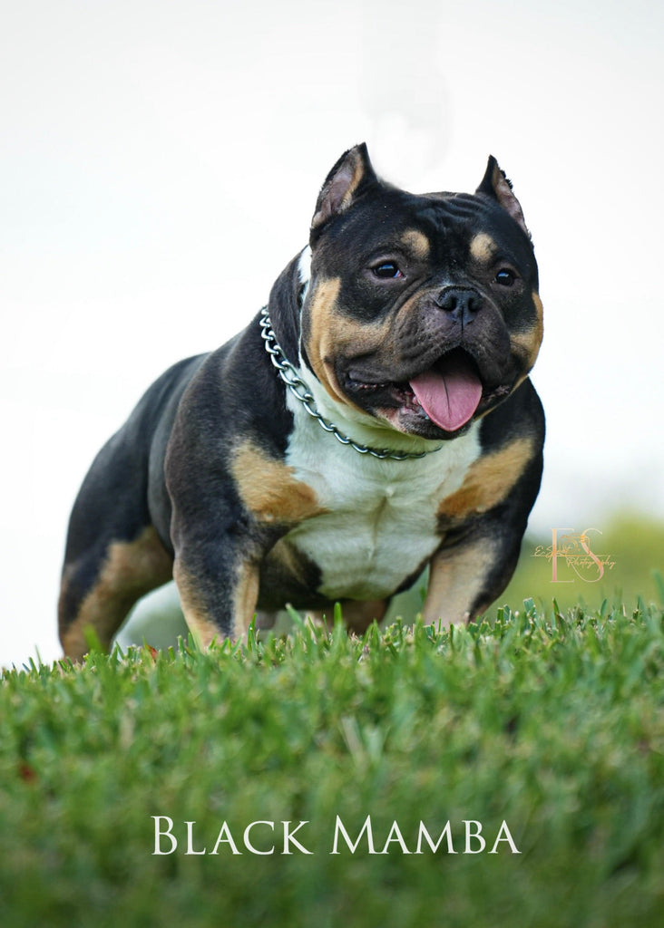 Black Mamba “Kobe” – Venomline Pocket Bully Stud Service | Pocket & Micro American Bully | Venomline | West Palm Beach FL