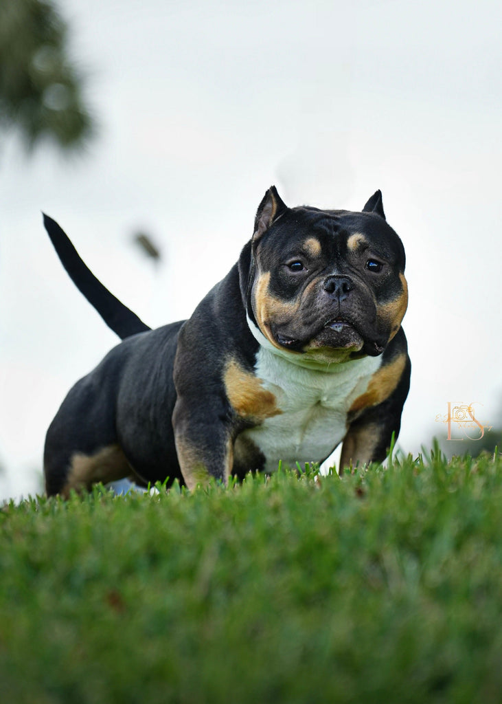Black Mamba “Kobe” – Venomline Pocket Bully Stud Service | Pocket & Micro American Bully | Venomline | West Palm Beach FL