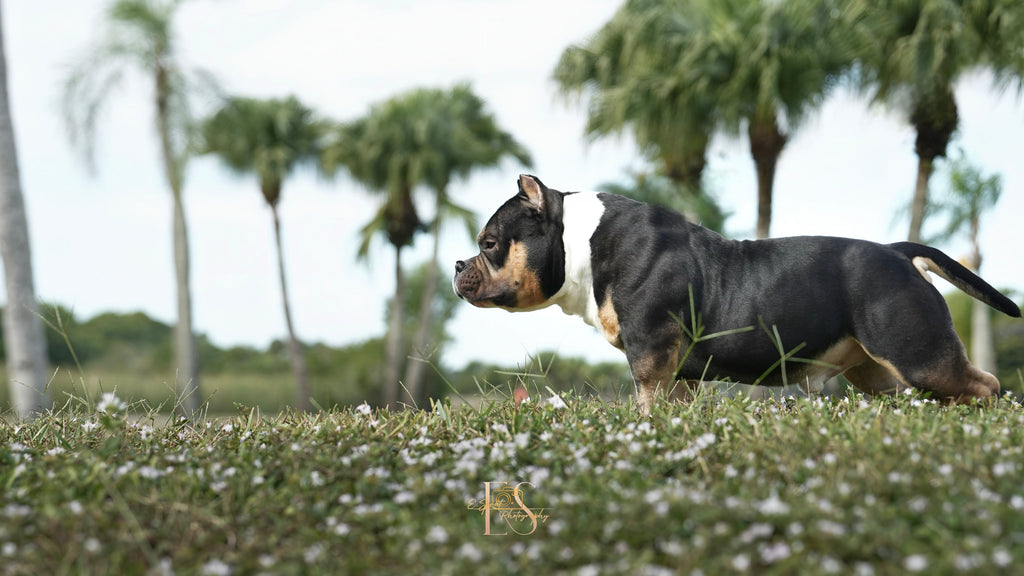 Black Mamba “Kobe” – Venomline Pocket Bully Stud Service | Pocket & Micro American Bully | Venomline | West Palm Beach FL
