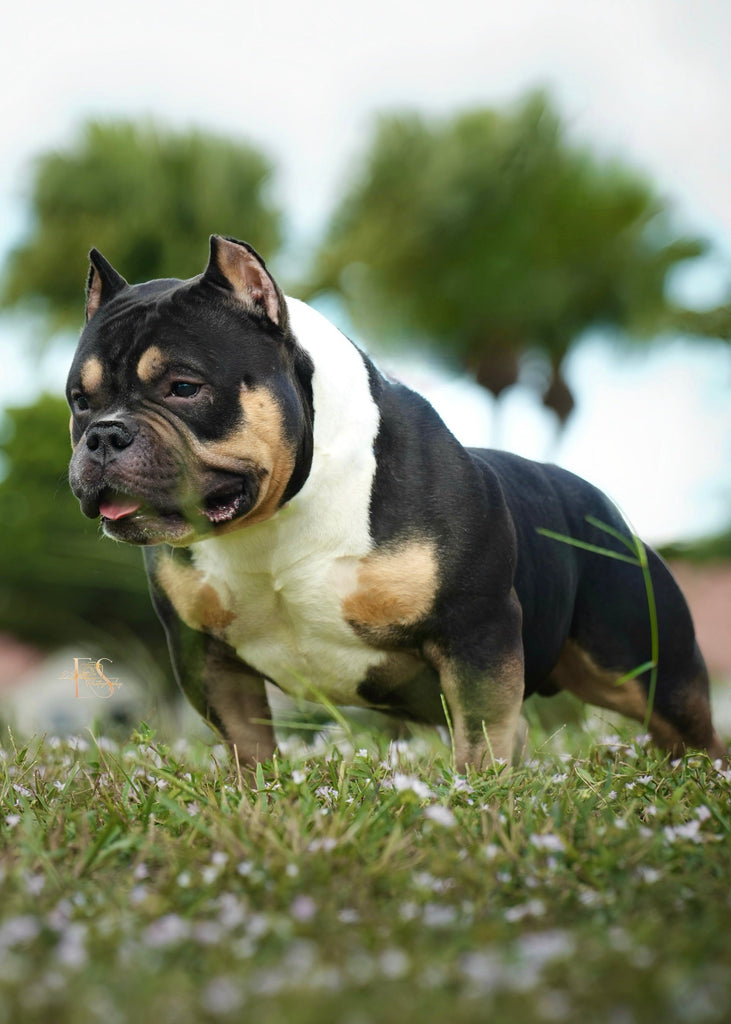 Black Mamba “Kobe” – Venomline Pocket Bully Stud Service | Pocket & Micro American Bully | Venomline | West Palm Beach FL