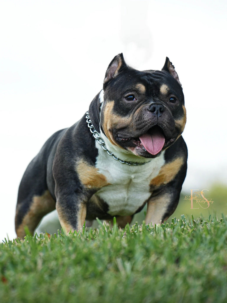 Black Mamba “Kobe” – Venomline Pocket Bully Stud Service | Pocket & Micro American Bully | Venomline | West Palm Beach FL
