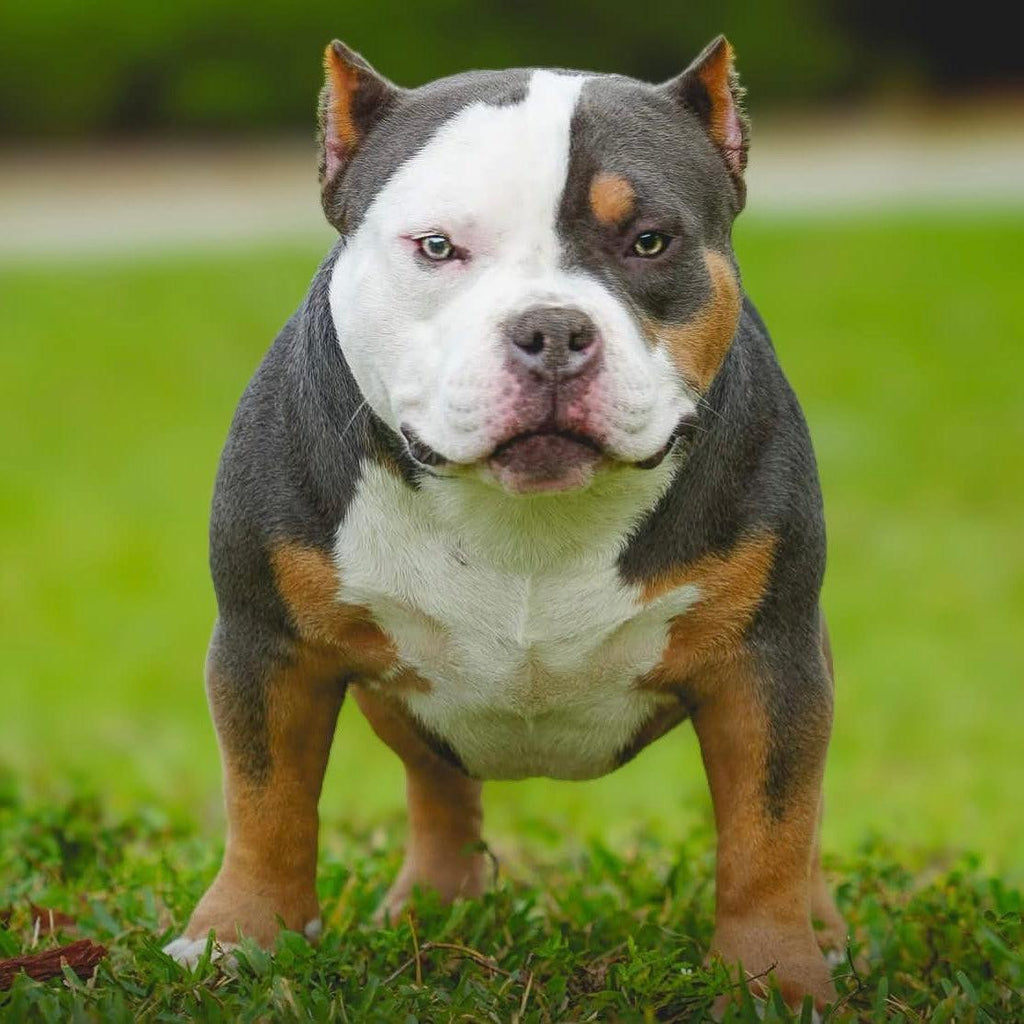 NMG/Venomline’s Gizmo at 5 months — Pocket Bully male, 2X Venom and 2X Chumper bloodline, King Koopa son and Homicide grandson, featured on Venomline’s Produced page