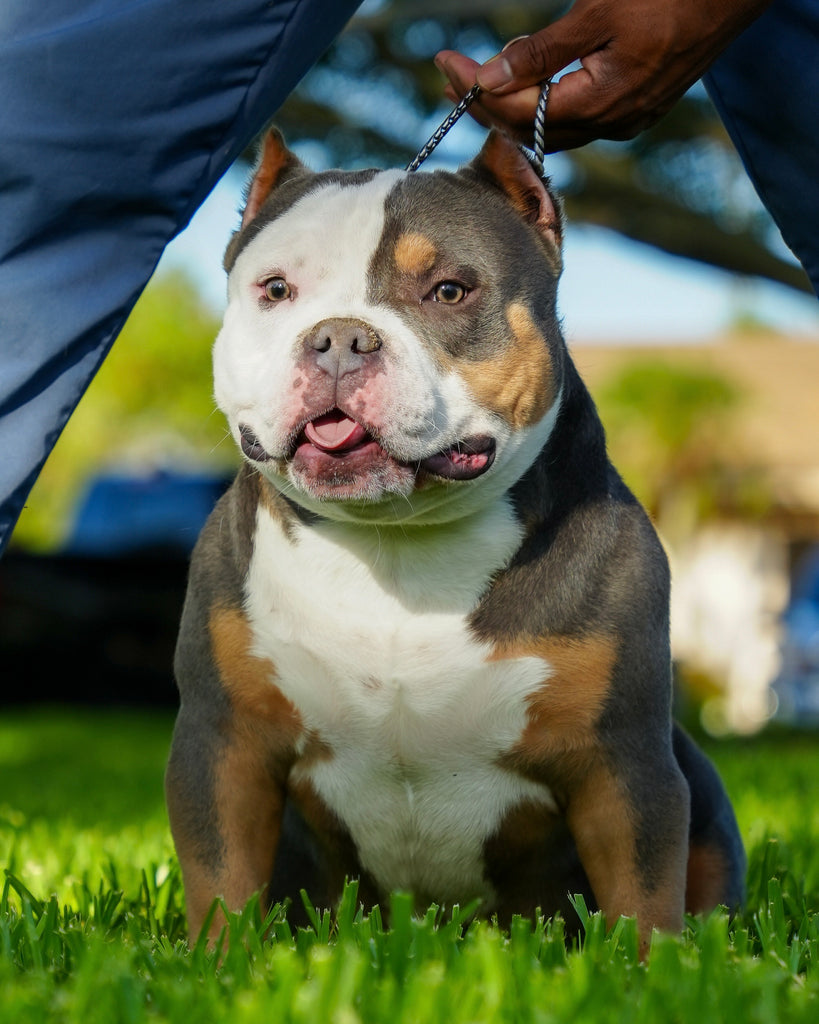NMG/Venomline’s Gizmo — rising Pocket Bully stud, 2X Venom and 2X Grand Champion Chumper bloodline, son of King Koopa and grandson of ABKC Champion Homicide, compact structure with thick bone and muscle.