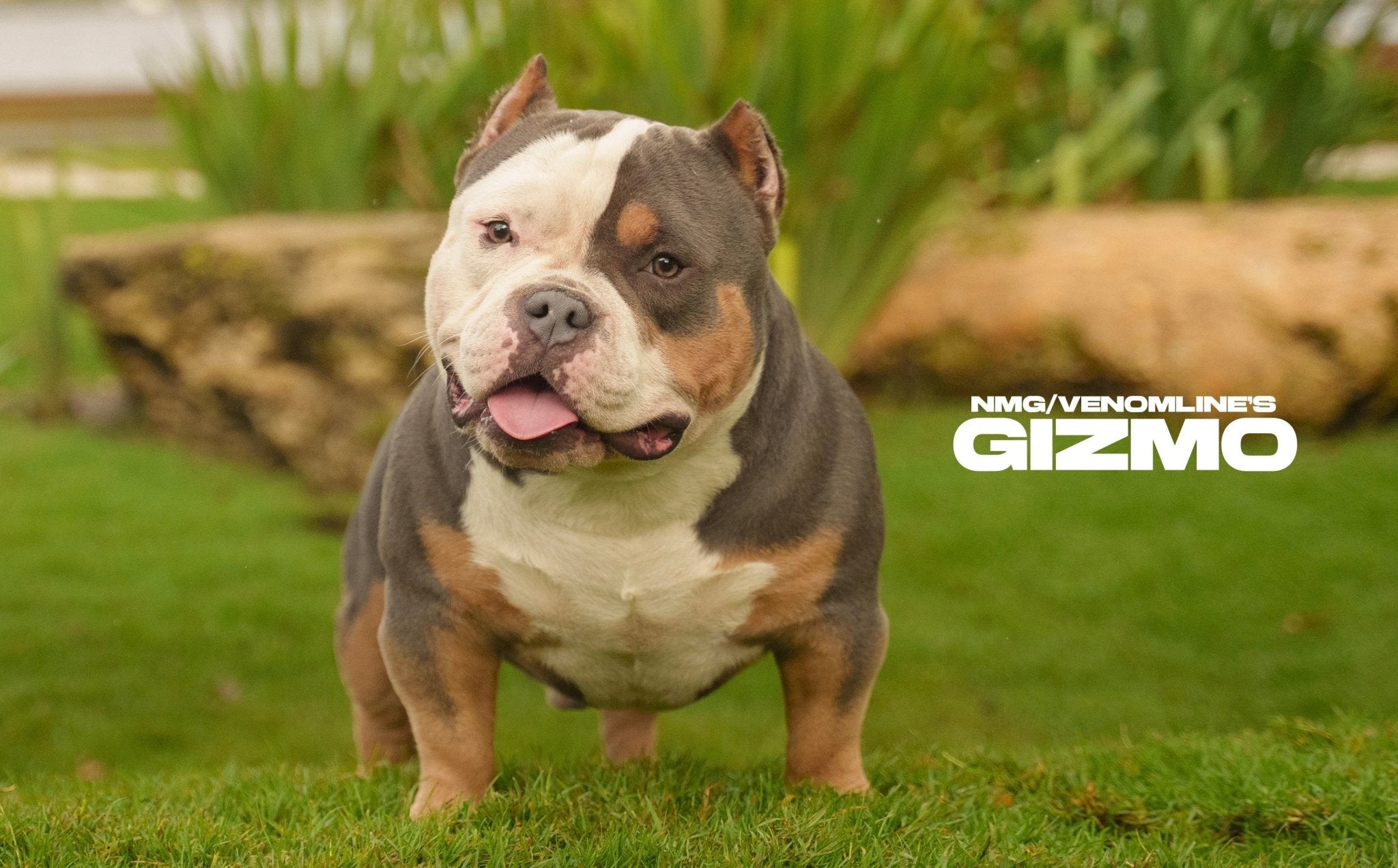 Gizmo Pocket Bully stud — paid in full stud credit intro rate at Venomline Pocket Bullies
