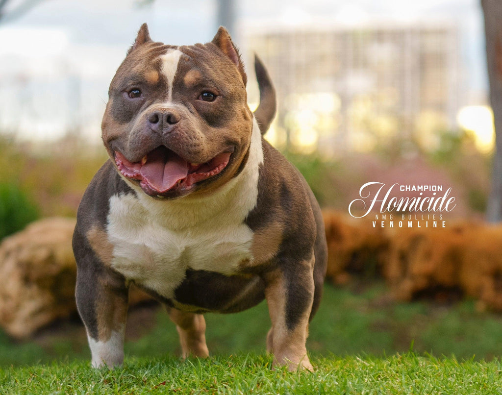 ABKC Champion Homicide Stud Credit | Paid In Full Discount