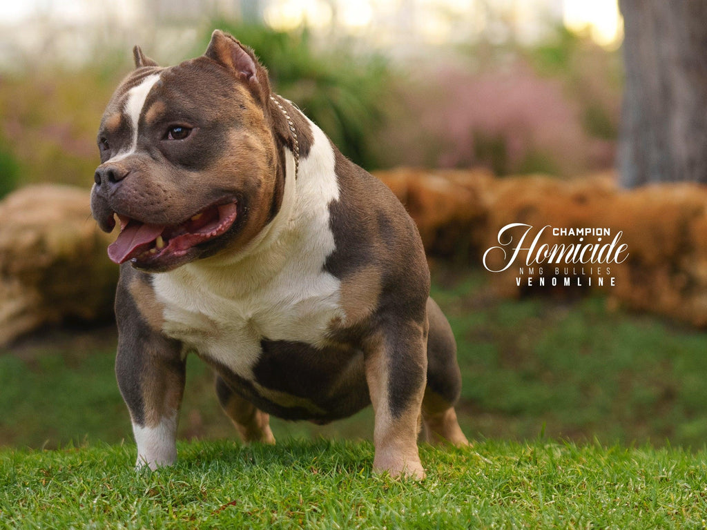 American Bully Stud Service | Stud Credits & Paid In Full Discount | Venomline Pocket Bullies
