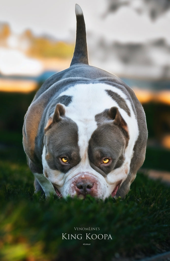 Venomline’s King Koopa — top producing Extreme Pocket Bully stud, 2X Venom son with 26-inch head, compact 13.5-inch frame, and muscular American Bully structure