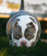 Best Pocket Bully stud King Koopa by Venomline – 2X Venom ABKC Pocket American Bully stud with extreme 26 inch head and compact 13.5 inch build
