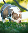 Pocket Bully stud service photo of King Koopa Venomline – compact bully structure, wide chest, heavy bone and proven production from Venom x Moana bloodline