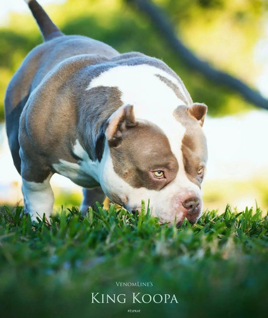 Pocket Bully stud service photo of King Koopa Venomline – compact bully structure, wide chest, heavy bone and proven production from Venom x Moana bloodline