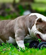 Compact Pocket Bully stud King Koopa from Venomline – bully stud dog with heavy bone, thick body, low to the ground structure and proven litter results