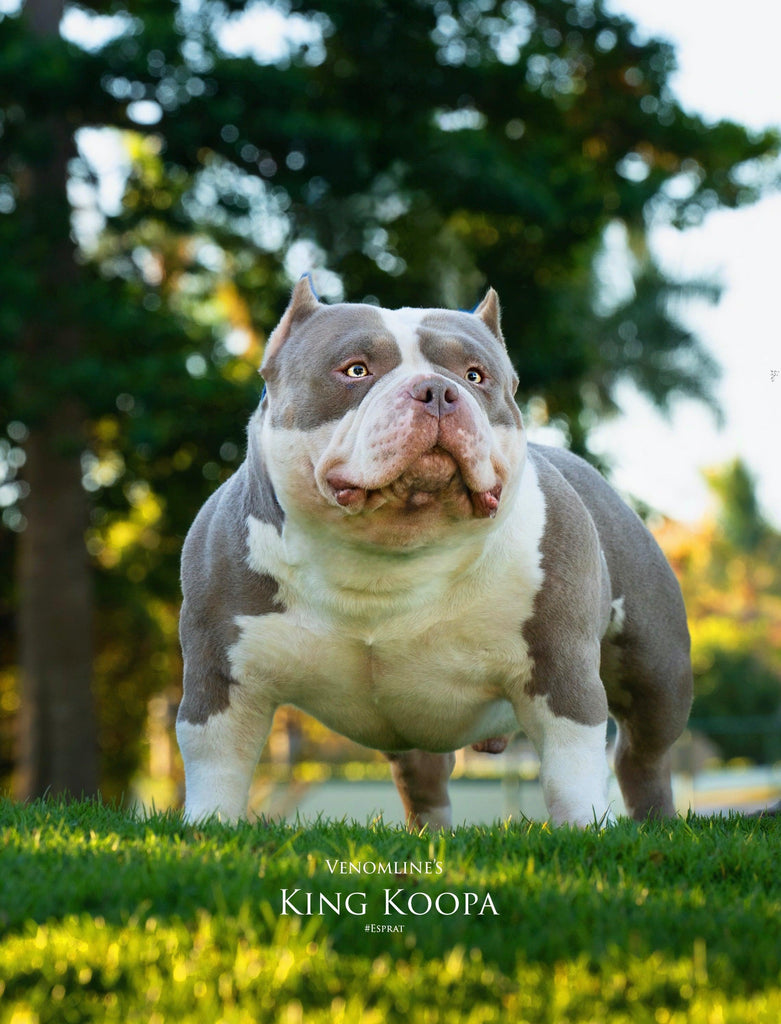 Venomline's King Koopa Stud Credit | Paid In Full Discount - Venomline Pocket Bully Breeders