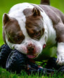 Pocket Bully stud credit image of King Koopa – Venomline ABKC registered stud producing wide fronts, thick necks and extreme headpieces in compact puppies