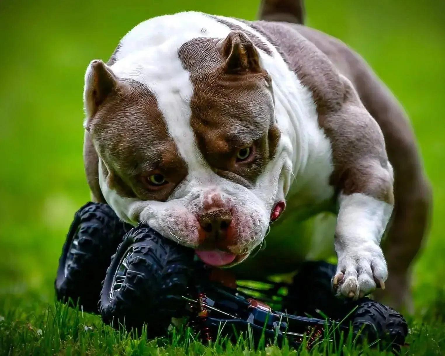 Pocket Bully stud credit image of King Koopa – Venomline ABKC registered stud producing wide fronts, thick necks and extreme headpieces in compact puppies