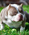 King Koopa Venomline stud dog temperament photo – stable Pocket Bully stud with confident drive, thick bone and powerful American Bully structure