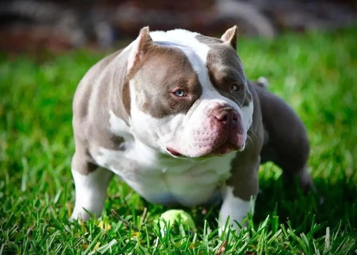 King Koopa Venomline stud dog temperament photo – stable Pocket Bully stud with confident drive, thick bone and powerful American Bully structure