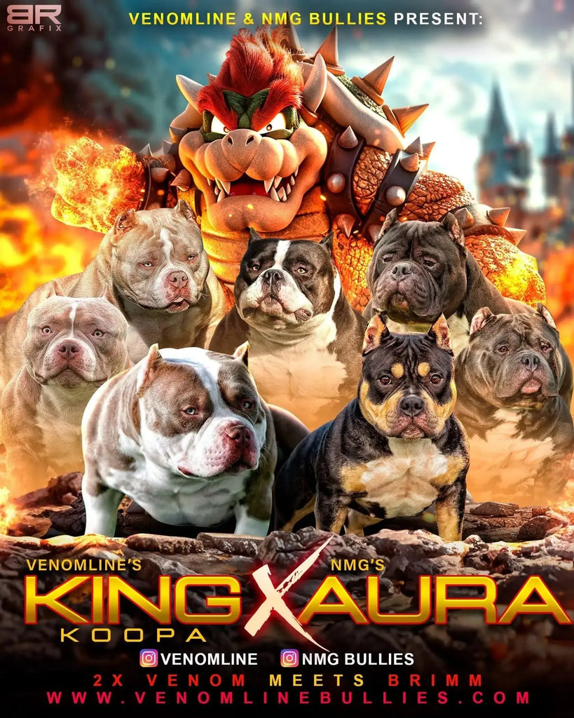 Venomline King Koopa × NMG’s Aura Pocket Bully breeding – 2X Venom meets Brimm bloodline, upcoming American Bully puppies for sale 2025 with elite pedigree and show quality structure