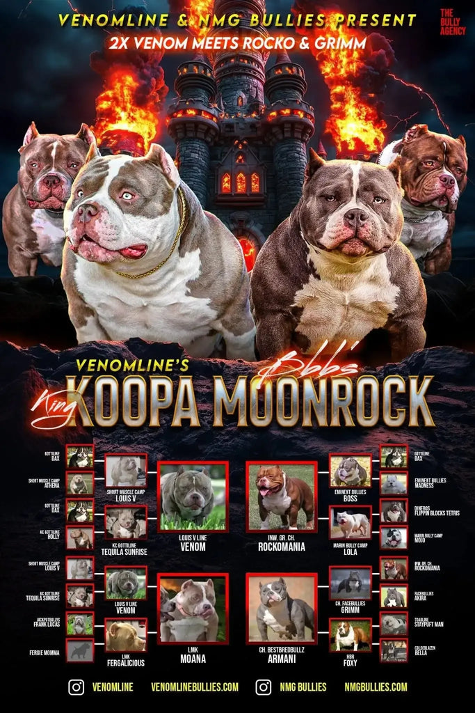 Venomline King Koopa × BBB’s Moonrock breeding – 2X Venom meets 2X Rocko Pocket Bully puppies for sale – elite American Bully stud service worldwide