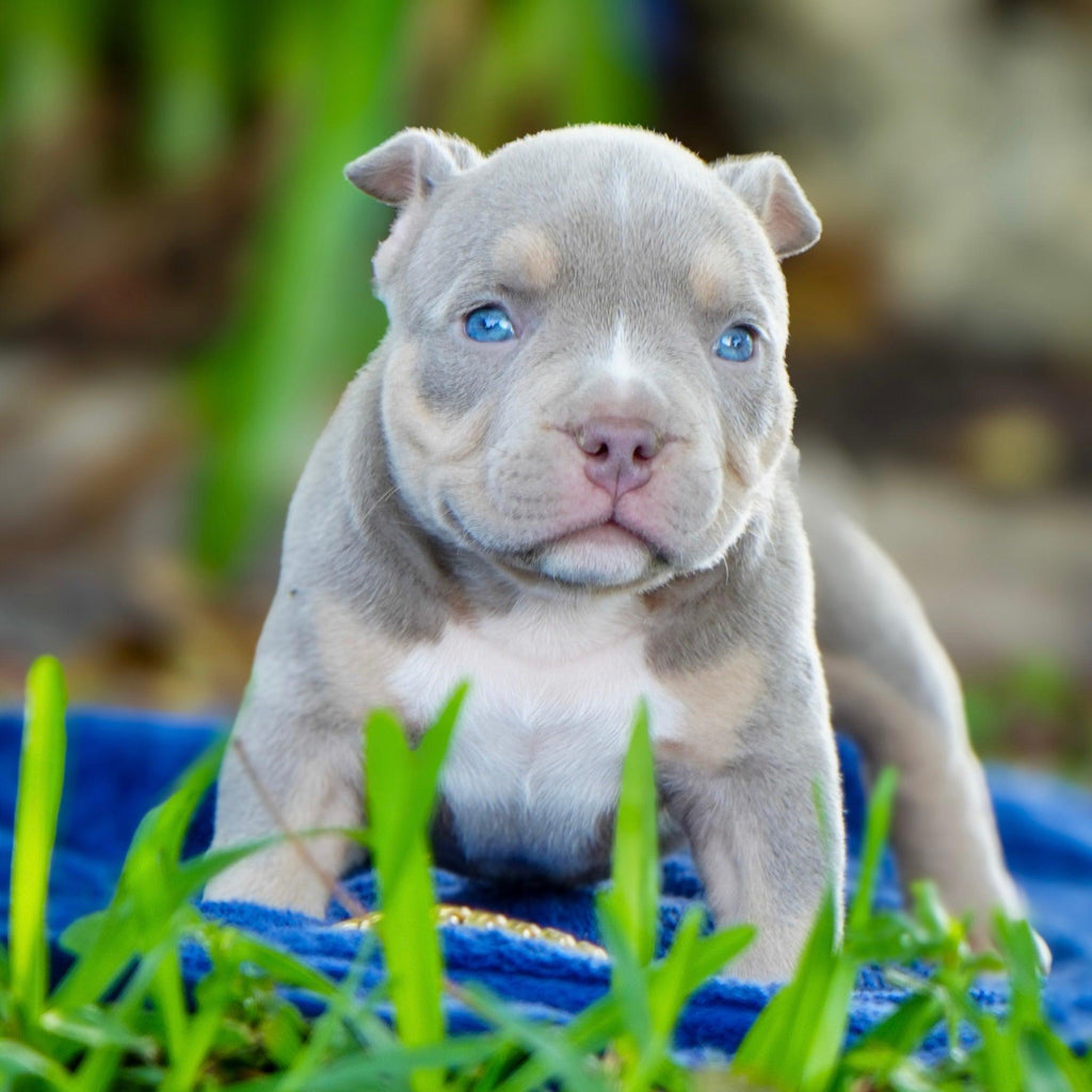 Lilac Tri Pocket Bully puppy for sale — Venomline American Bully puppies with elite bloodline, ABKC-registered, compact structure, and show-quality pedigree