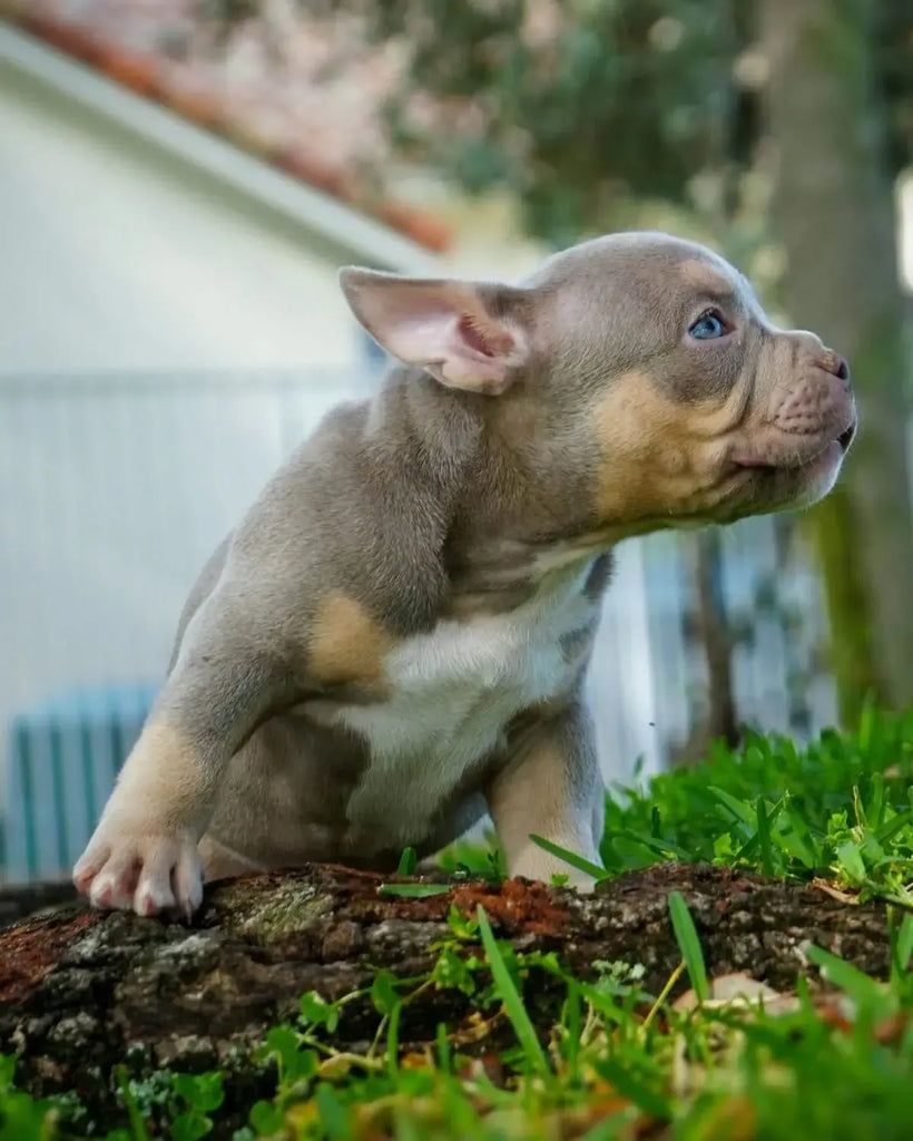 Venomline Pocket Bully puppy for sale – lilac tri male American Bully with wide chest, compact frame, and proven Venomline pedigree