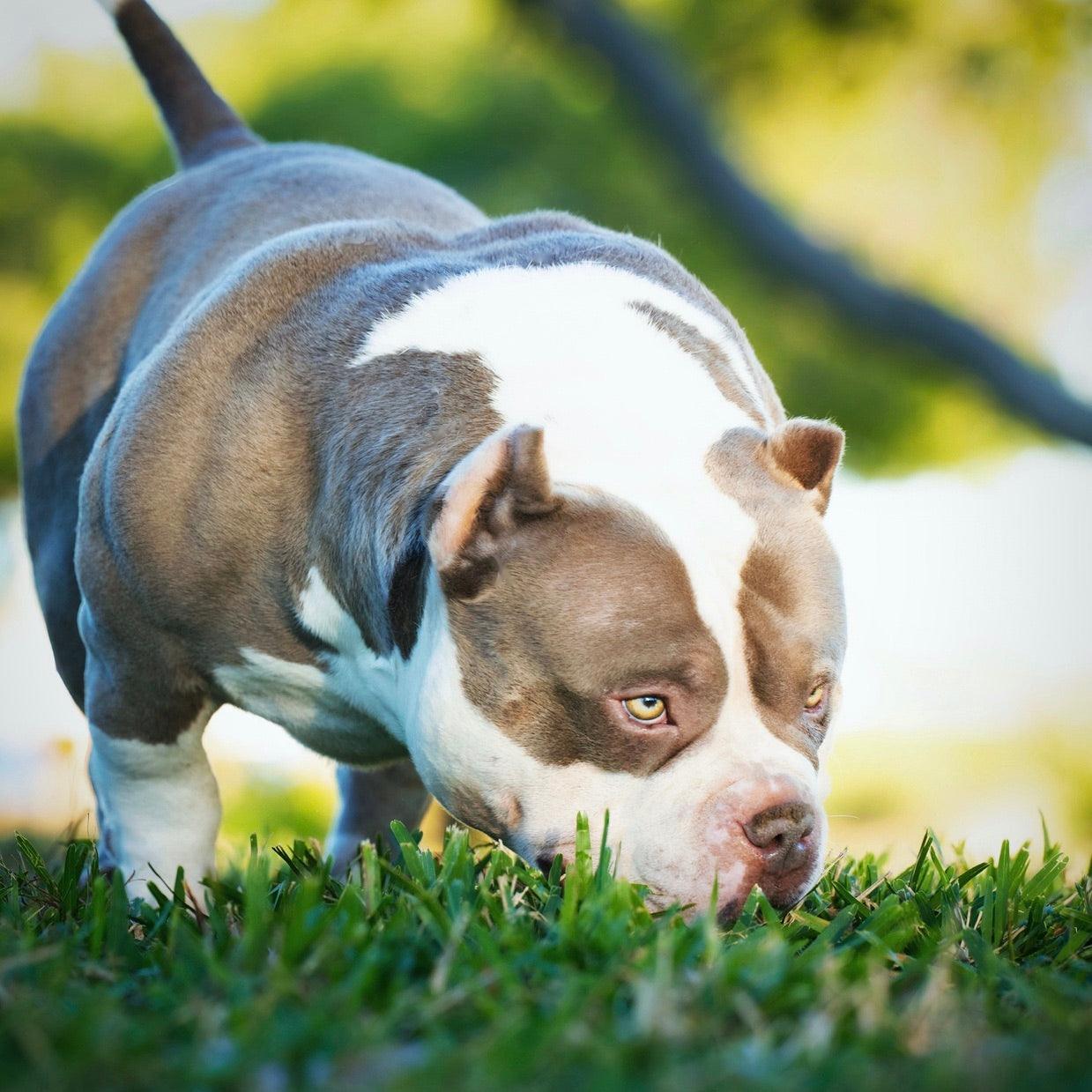 Venomline’s King Koopa, a muscular Pocket Bully standing on grass