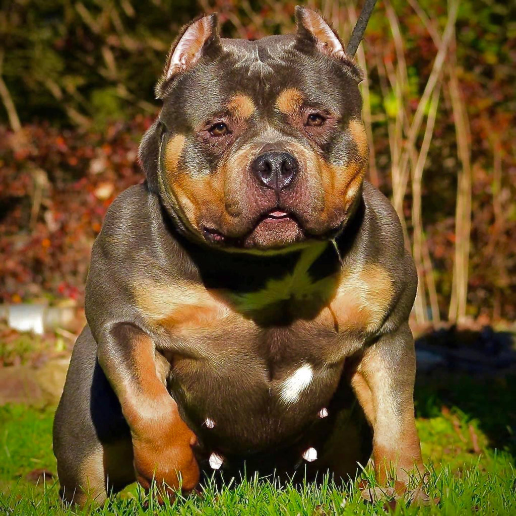 Venomline Pocket Bully female — extreme build, compact structure, ABKC Champion bloodline, muscular American Bully female bred for health, temperament, and show quality