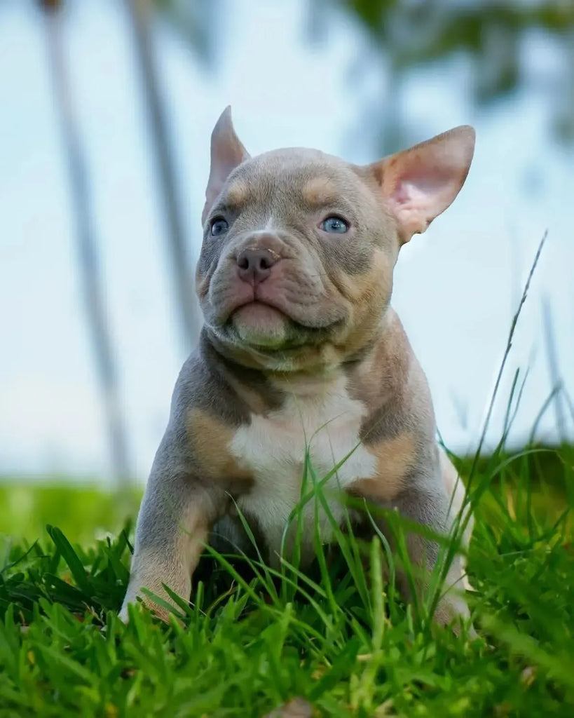 Pocket Bully puppies for sale 2025 – Venomline Pocket American Bully breeders producing show quality tri color and lilac tri Bully pups with elite Venomline bloodline
