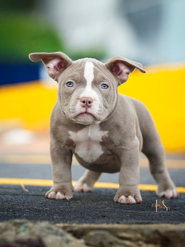 Pocket Bully Puppies for Sale – Reserve a Venomline Pocket Bully | Pocket & Micro American Bully | Venomline | West Palm Beach FL